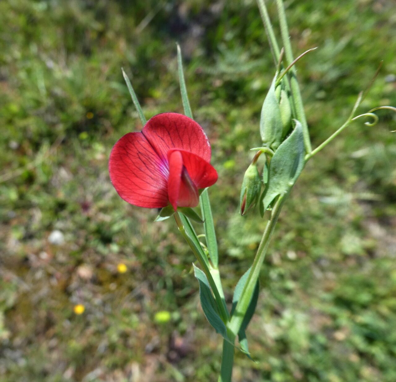 Lathyrus cicera flower