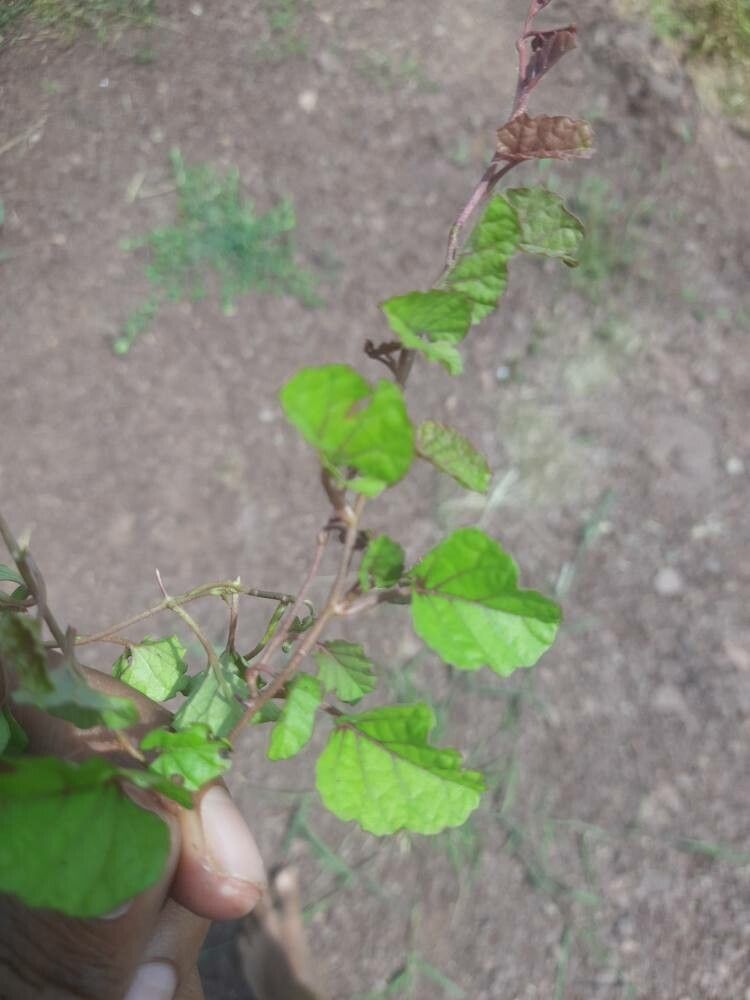 Merremia emarginata leaf