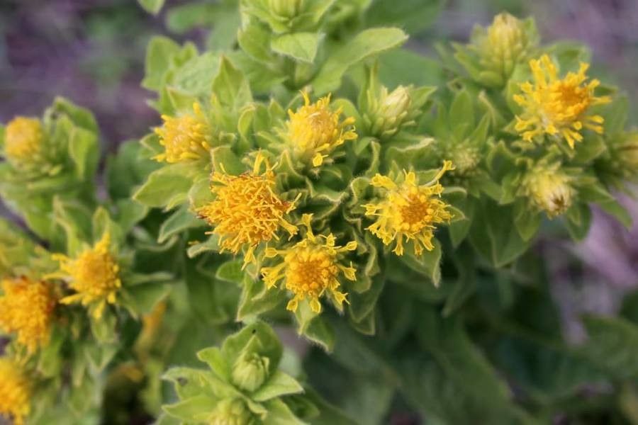 Inula bifrons flower