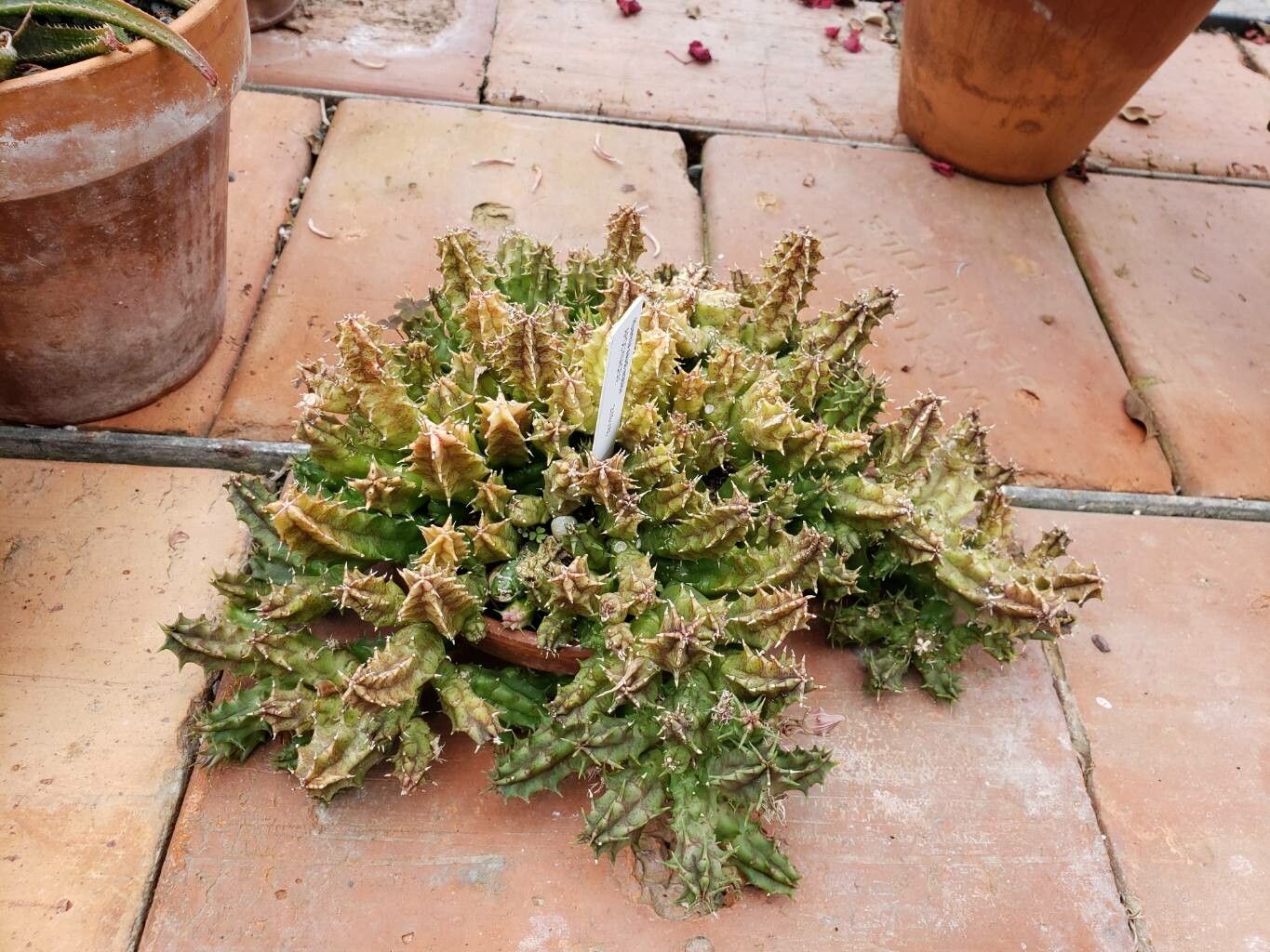 Huernia saudi-arabica habit