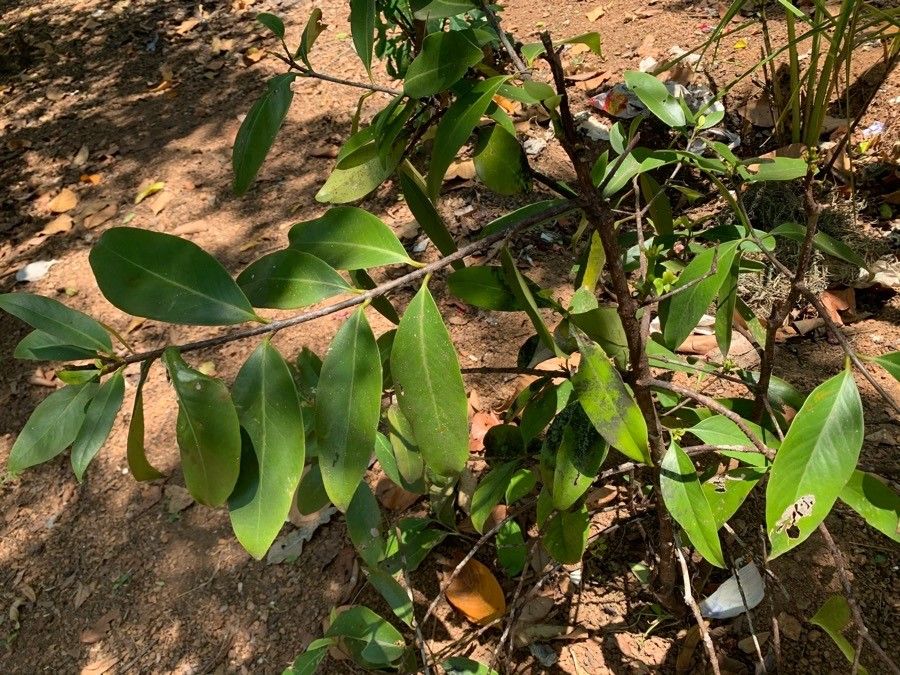 Garcinia balansae — houseplant care guide