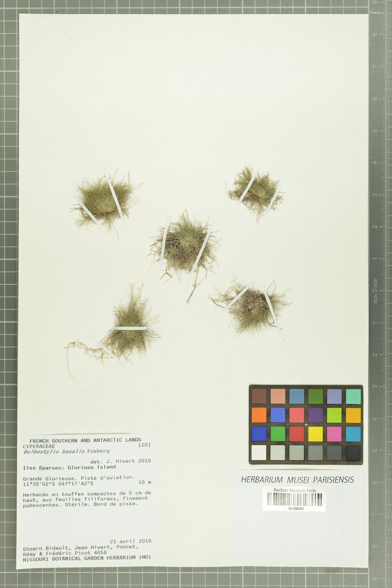 Bulbostylis basalis — houseplant care guide