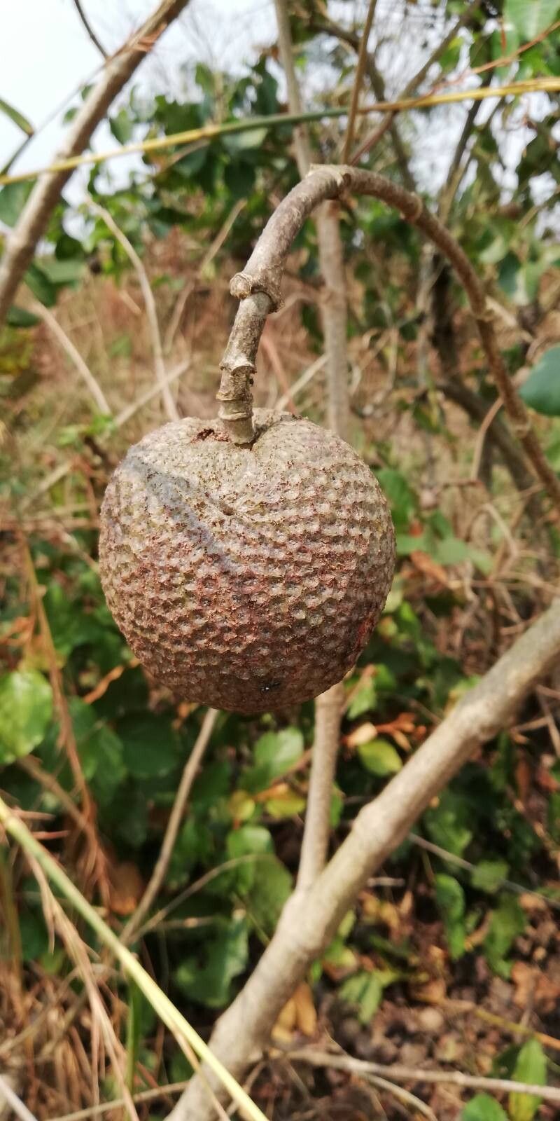 Nauclea latifolia fruit