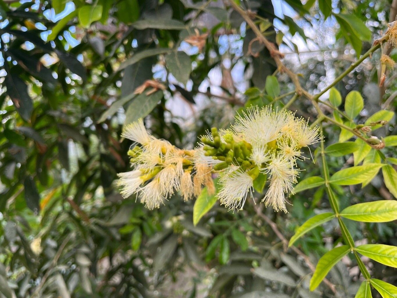 Inga feuillei flower