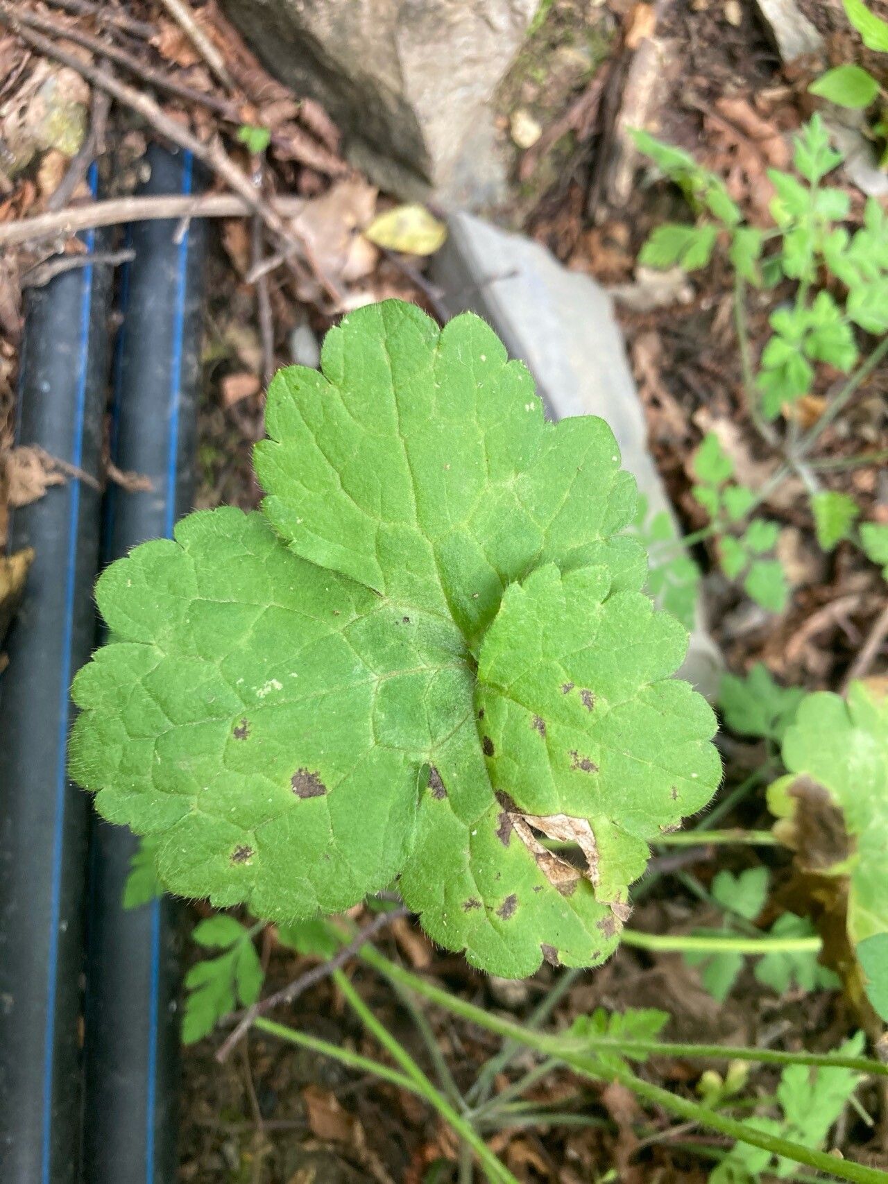 Ranunculus velutinus — houseplant care guide