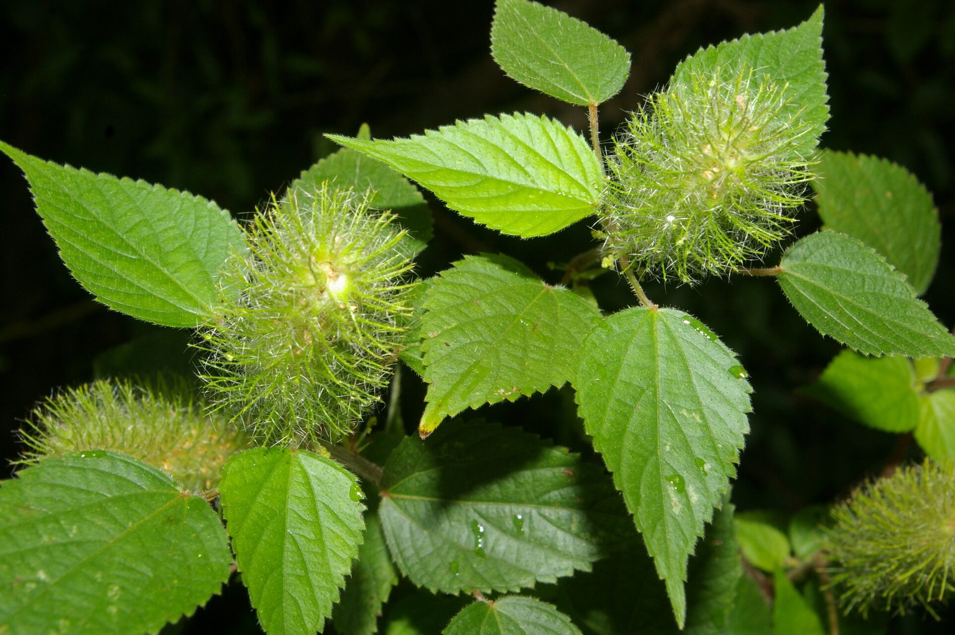 Acalypha arvensis fruit