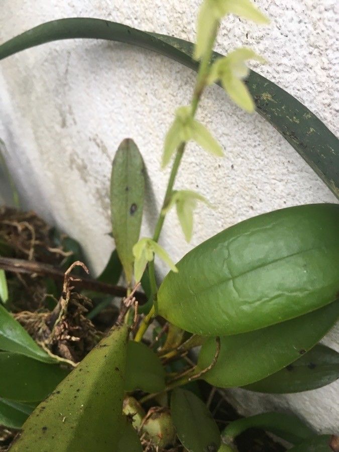 Bulbophyllum nutans flower