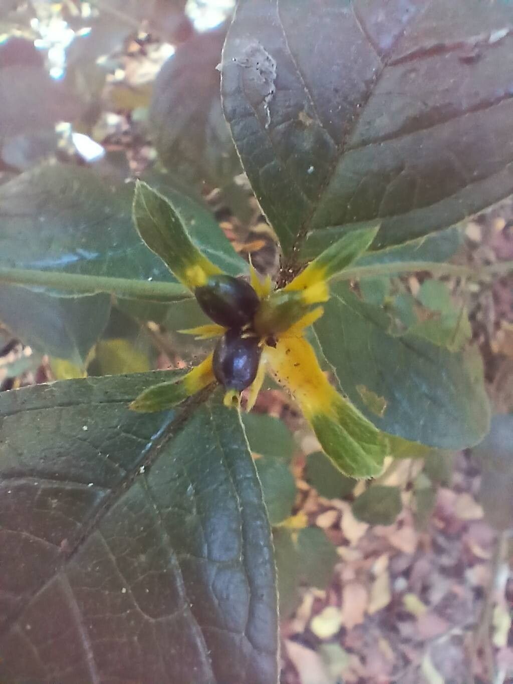 Palicourea prunifolia fruit