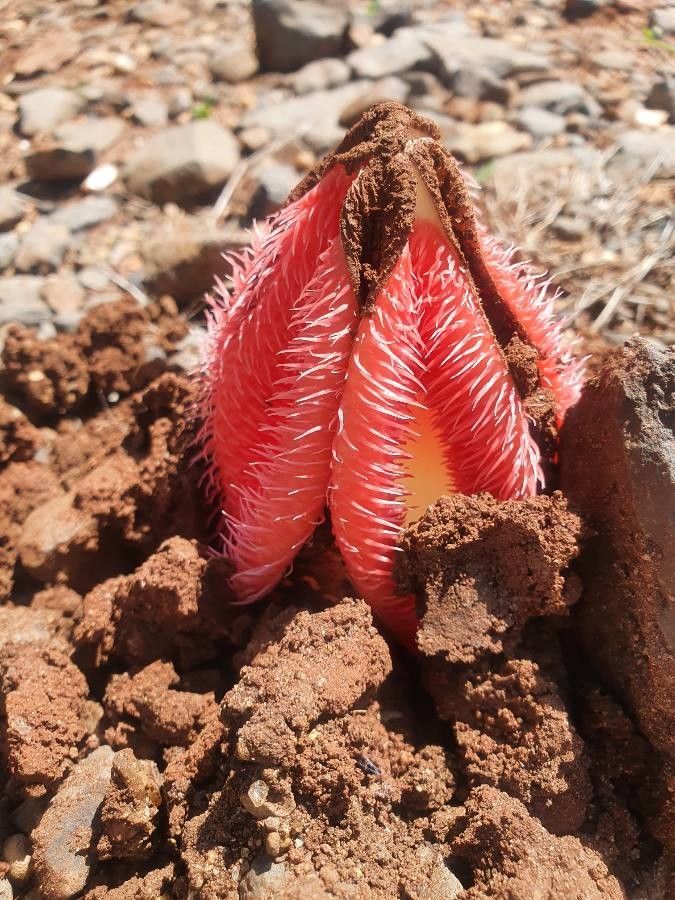 Hydnora abyssinica flower