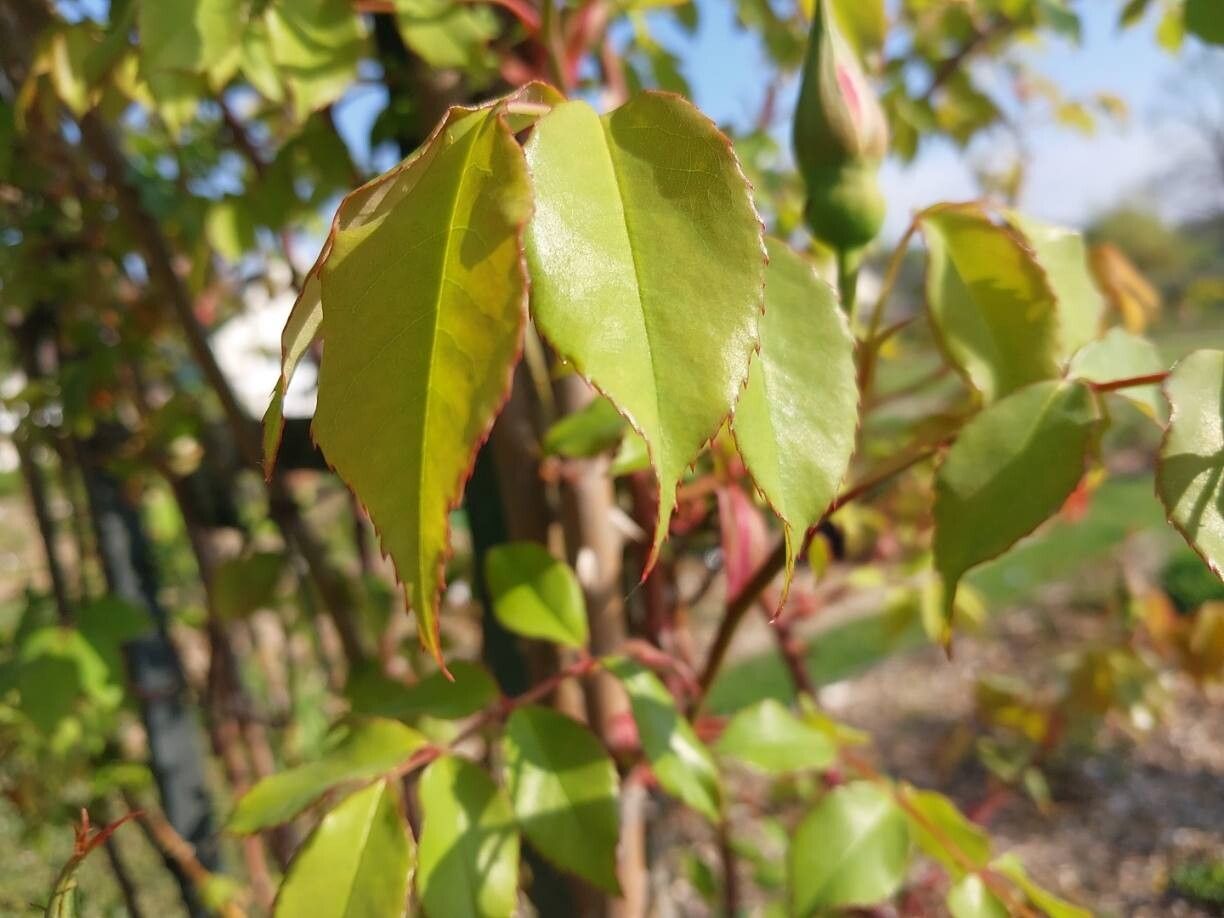 Rosa gigantea leaf