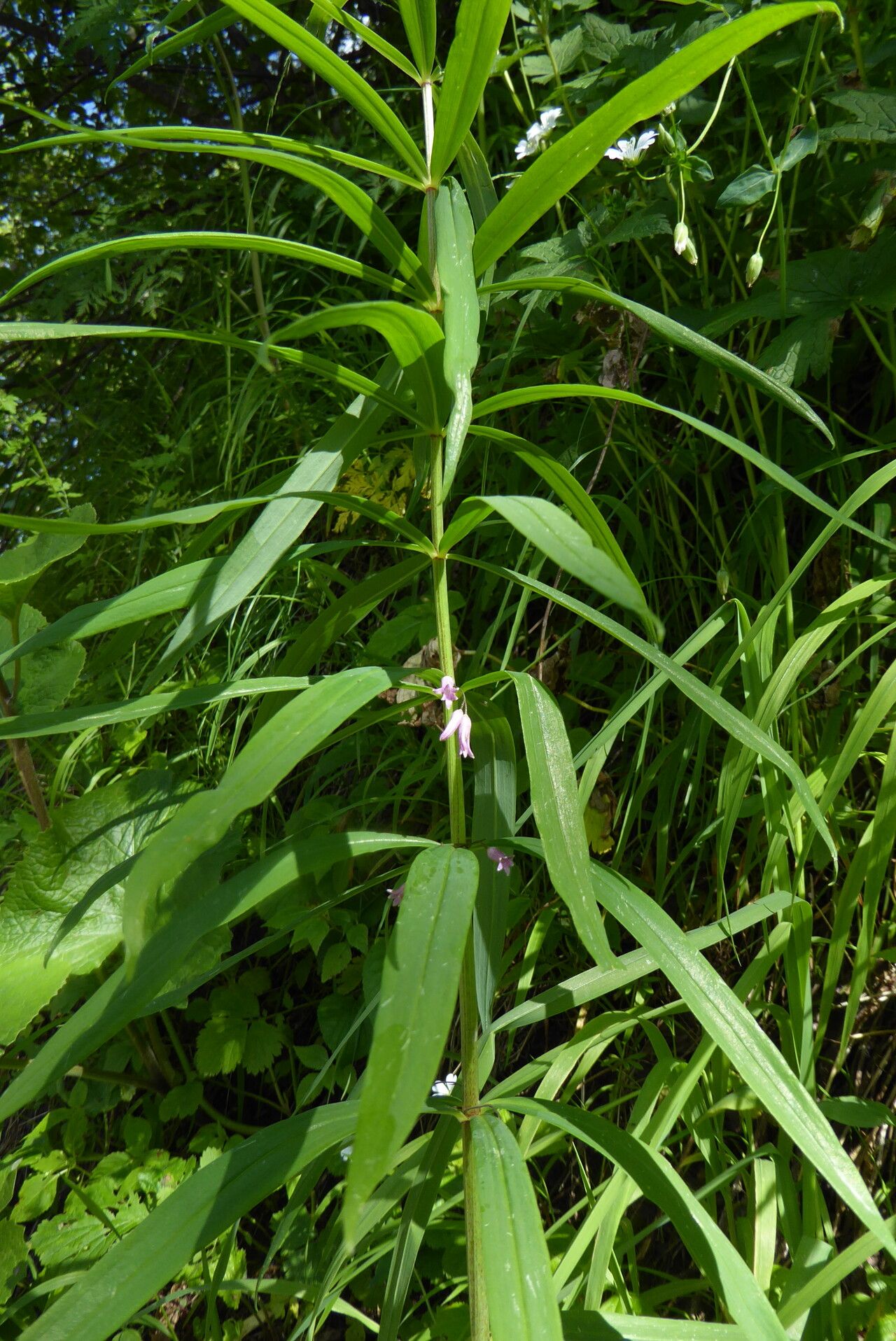 Polygonatum roseum — houseplant care guide