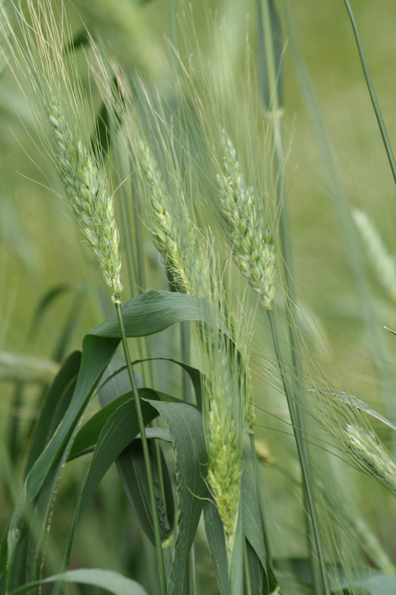 Triticum durum flower