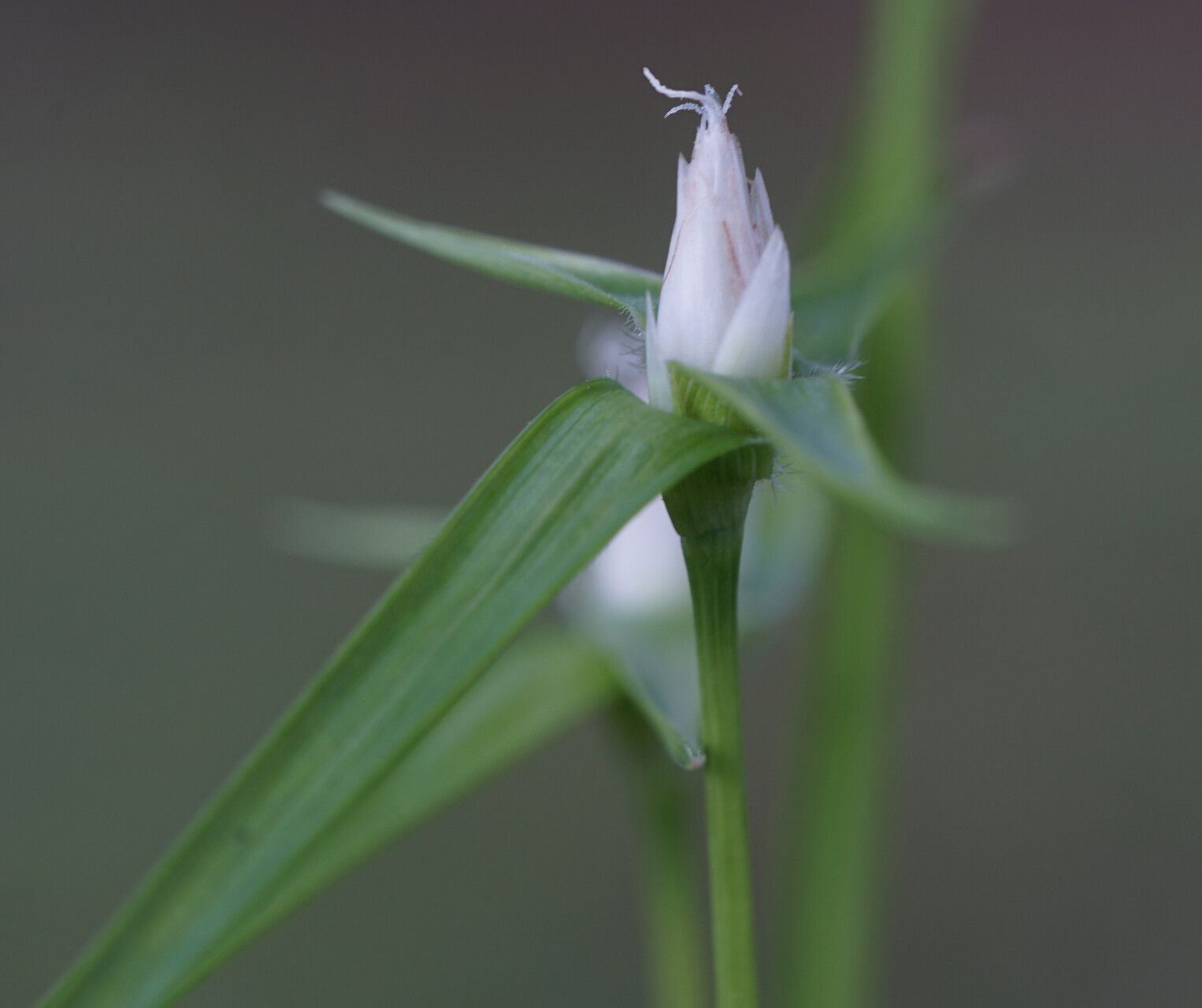 Rhynchospora pubera flower