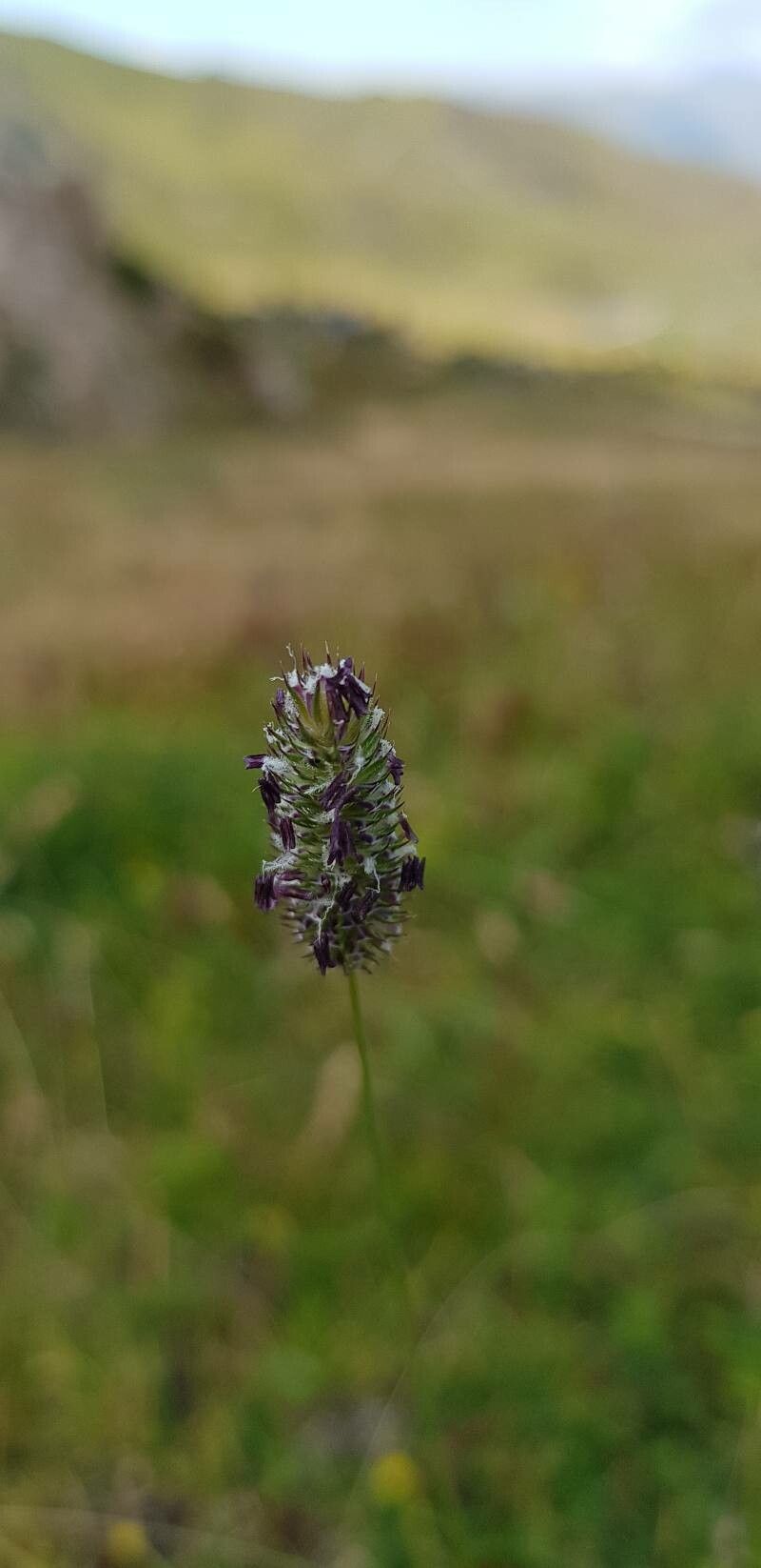 Phleum alpinum fruit