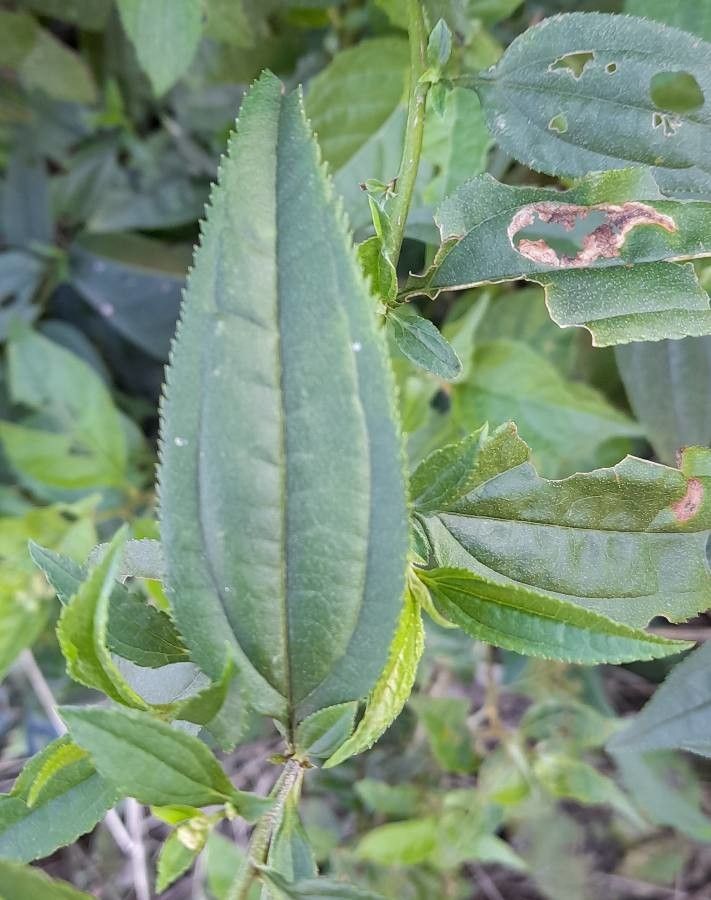 Baccharis rhexioides — search result for 'Baccharis'