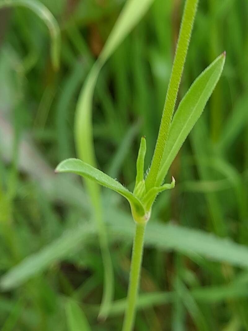 Silene apetala — search result for 'Silene'