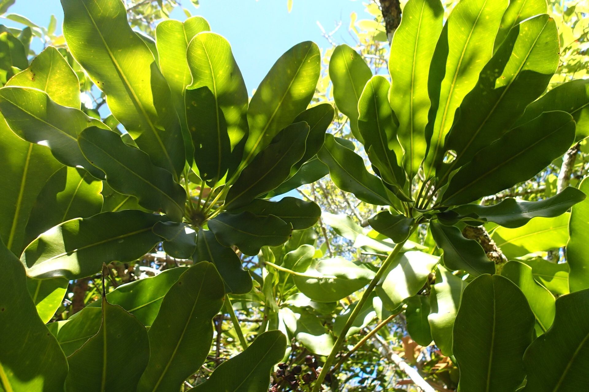 Plerandra plerandroides leaf