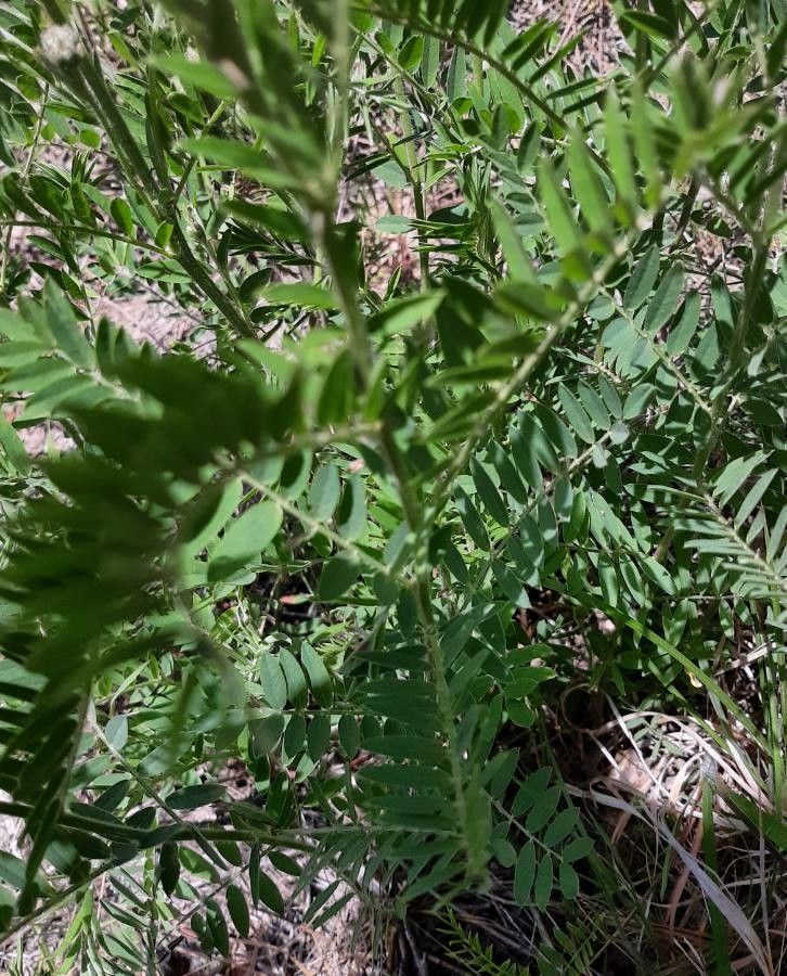 Tephrosia virginiana — search result for 'Tephrosia'