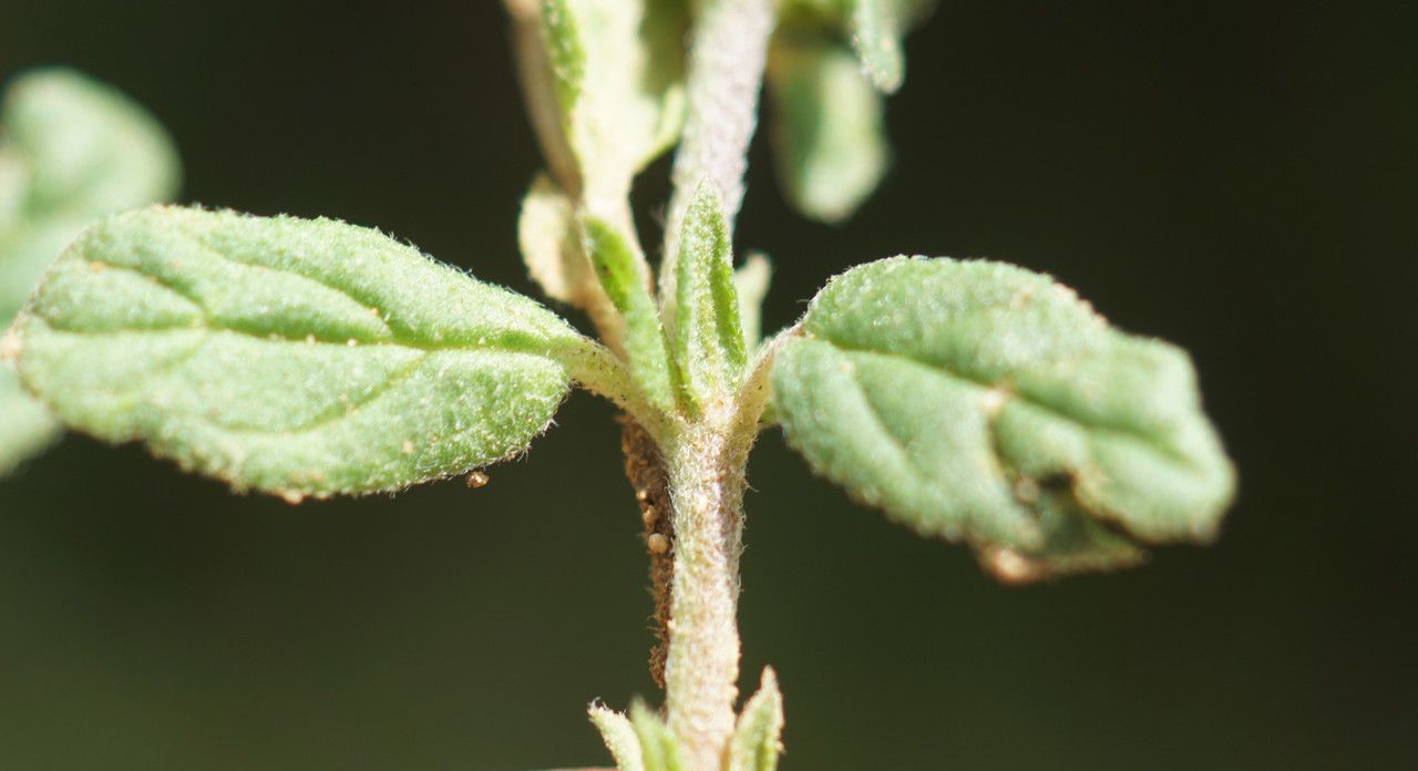 Helianthemum aegyptiacum — related species from the same genus