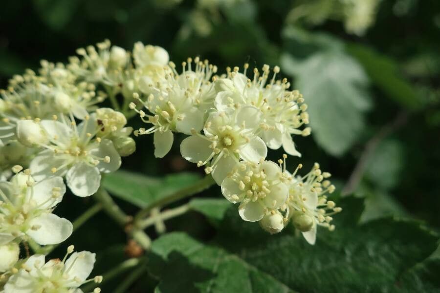 Sorbus intermedia flower