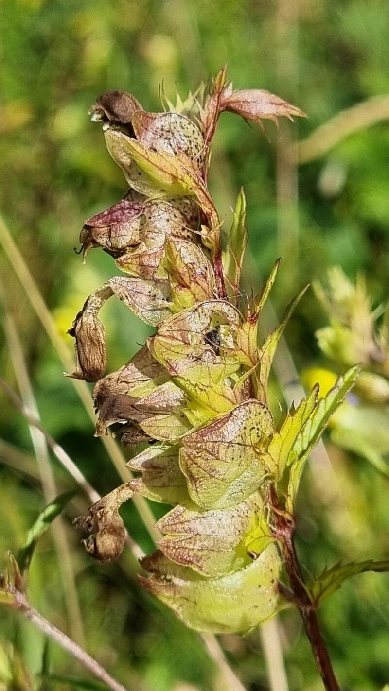 Rhinanthus glacialis fruit
