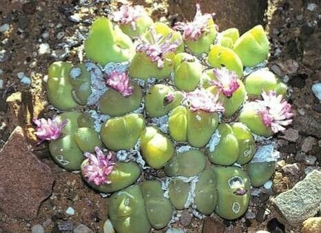 Gibbaeum pilosulum flower