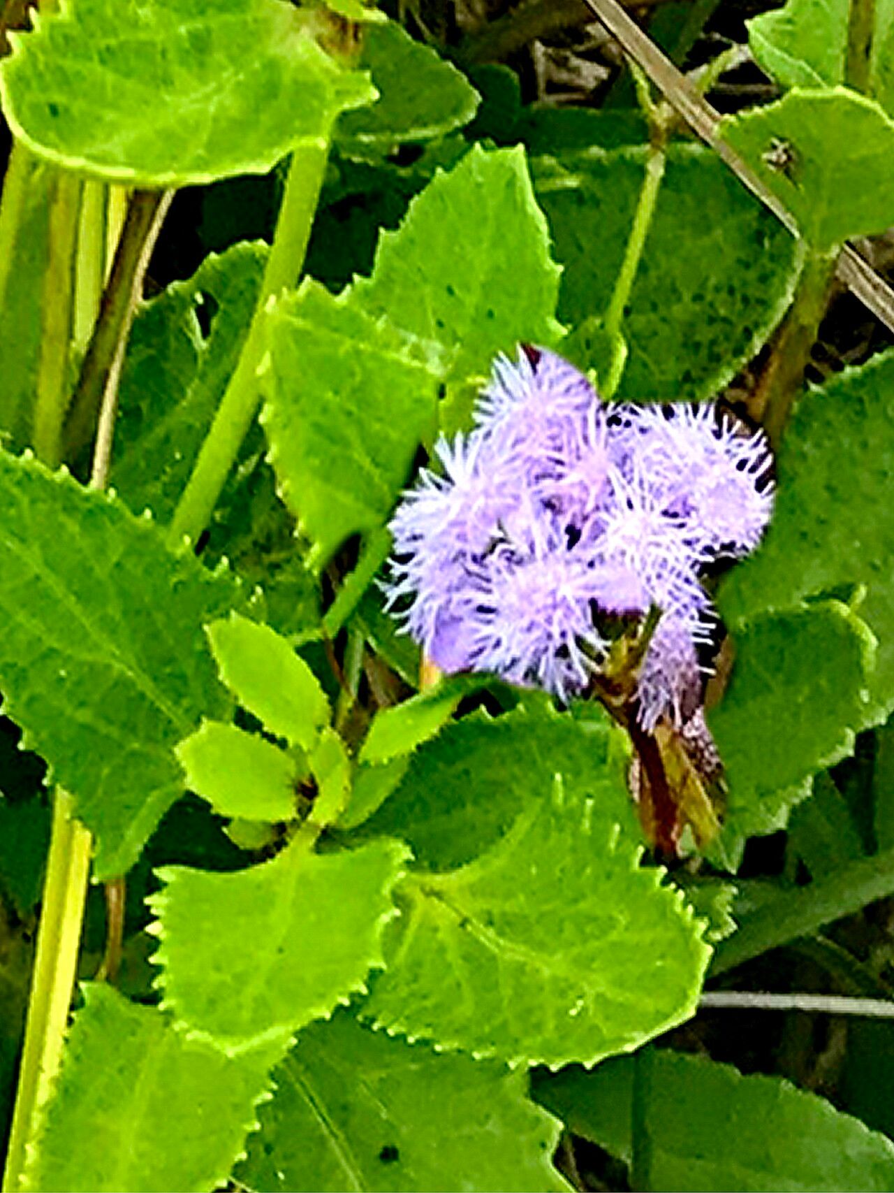 Conoclinium betonicifolium