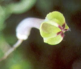 Ceropegia racemosa — search result for 'Ceropegia'