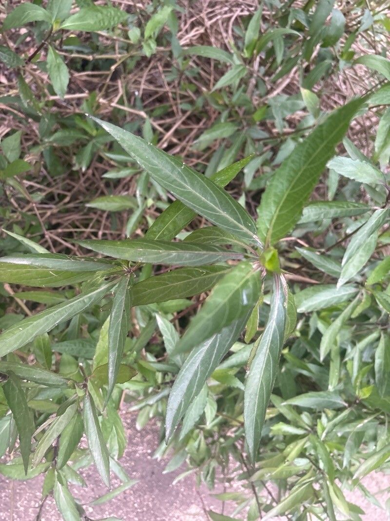 Ruellia coerulea — search result for 'Ruellia'
