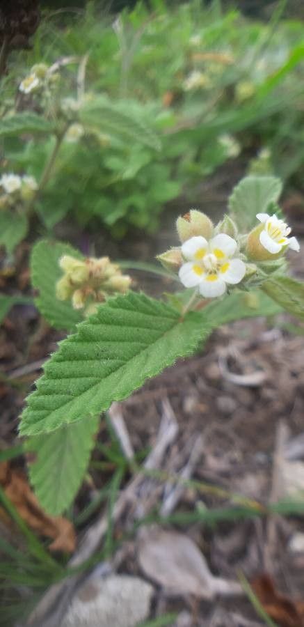 Melochia lupulina flower