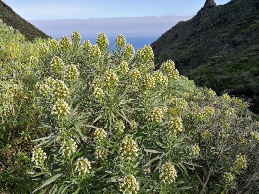Echium virescens flower
