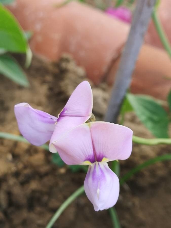 Vigna unguiculata flower