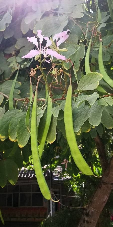 Bauhinia variegata fruit