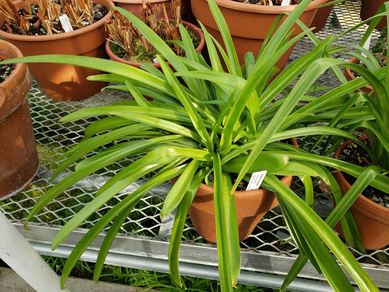 Agave howardii habit