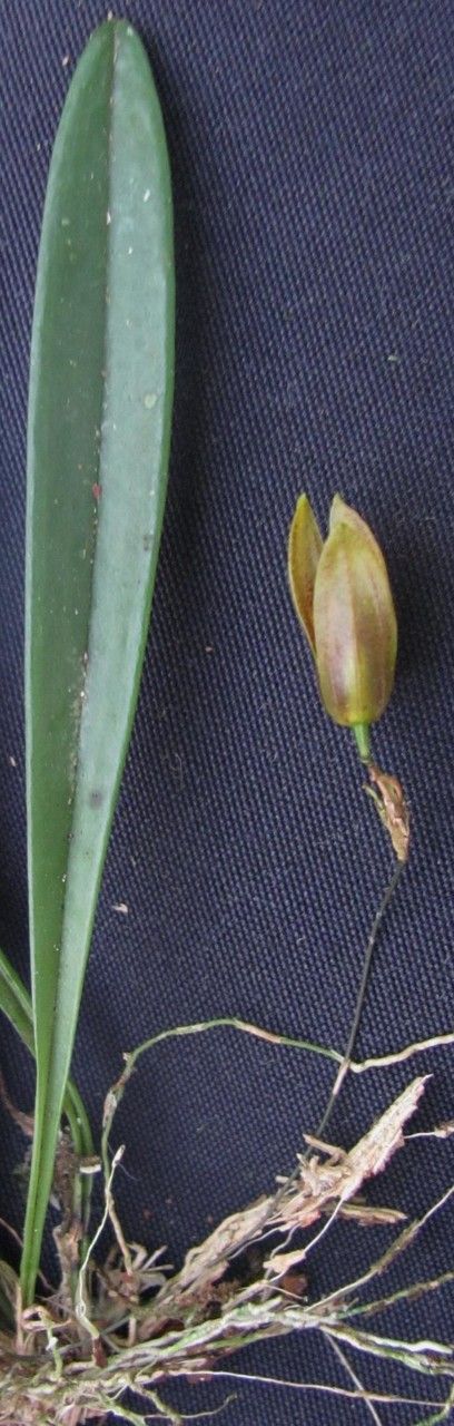 Specklinia condylata fruit