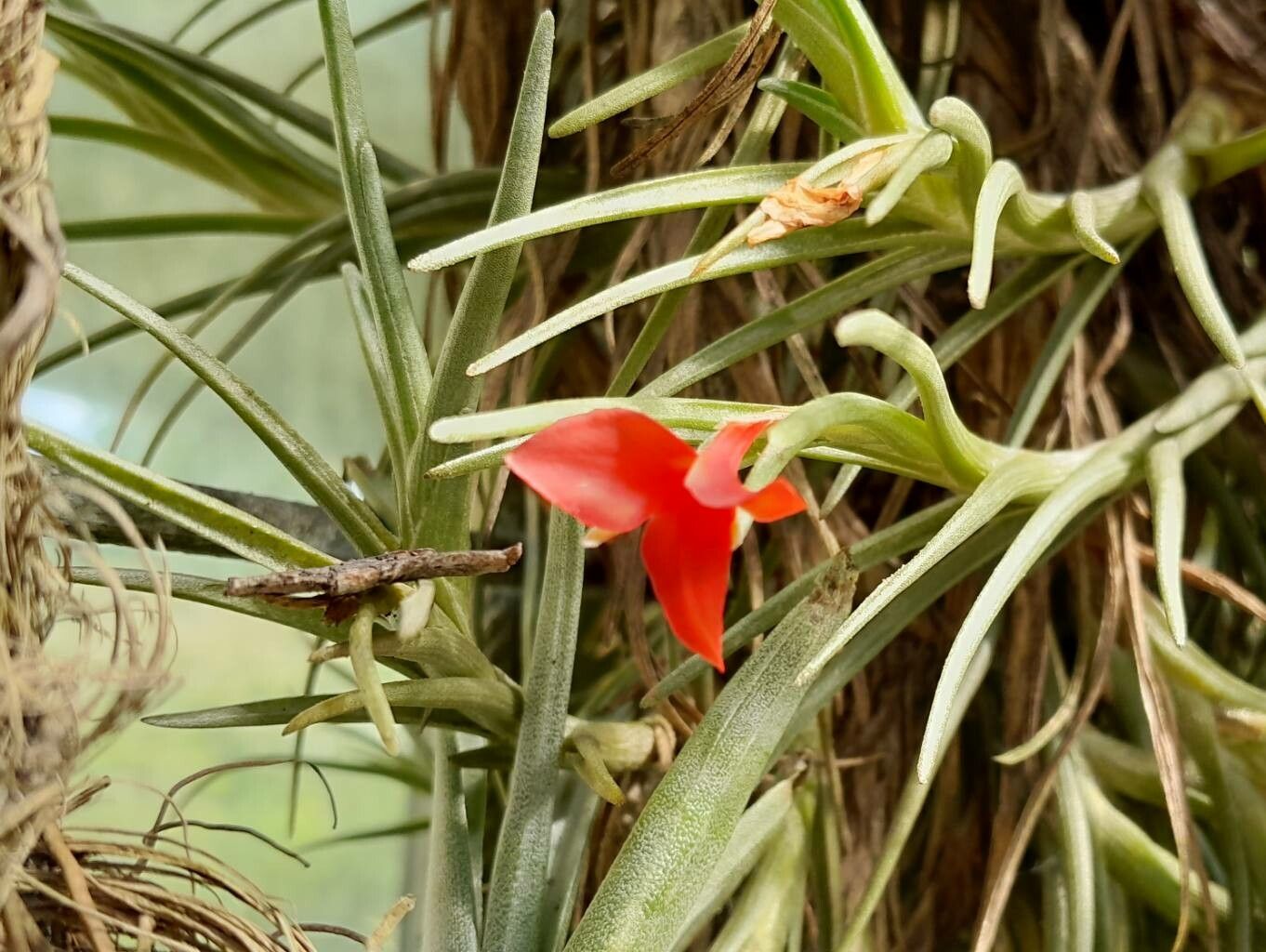 Tillandsia albertiana flower
