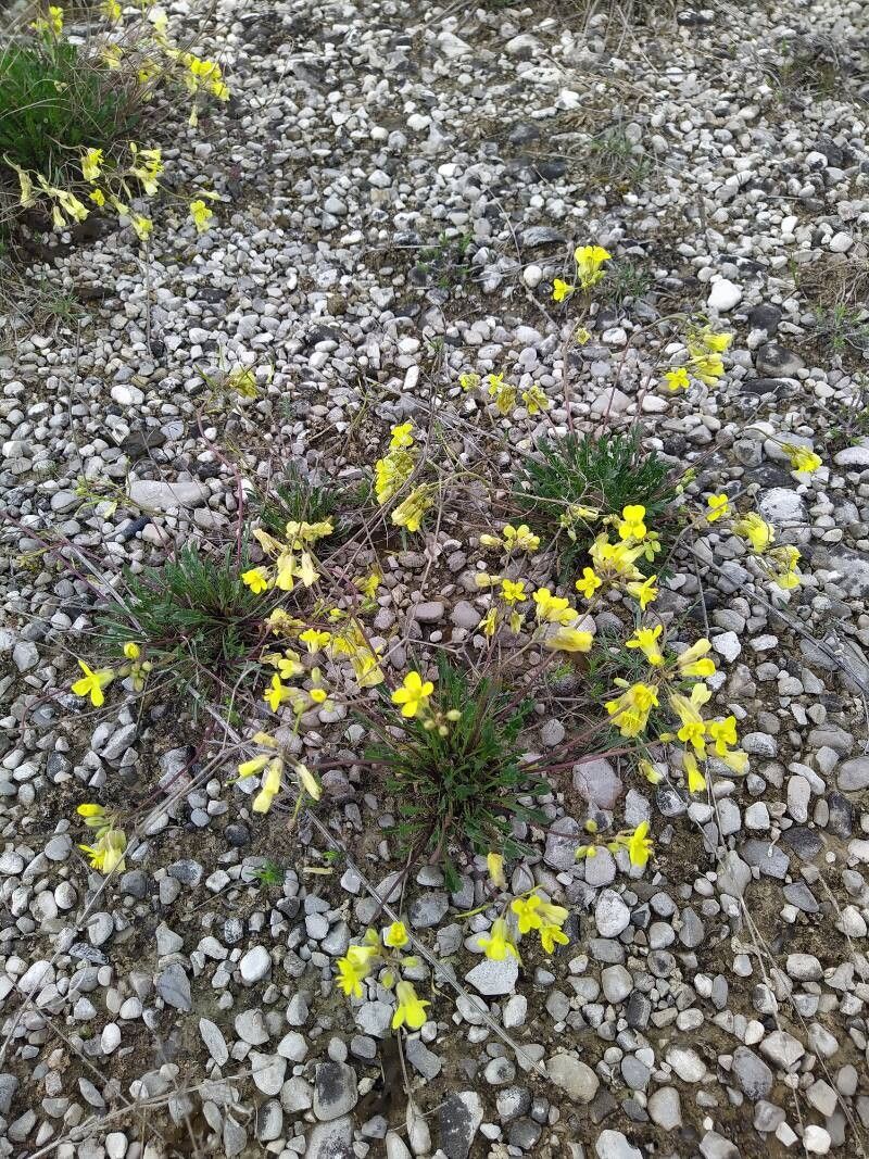 Brassica glabrescens habit