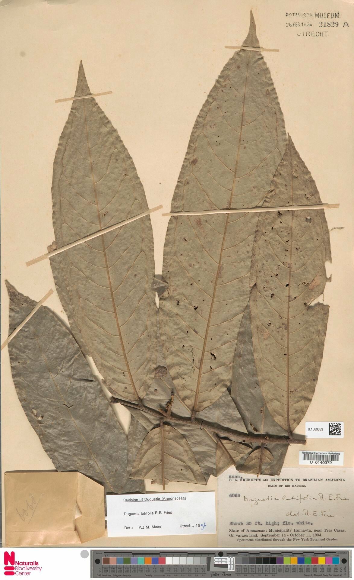 Duguetia latifolia leaf