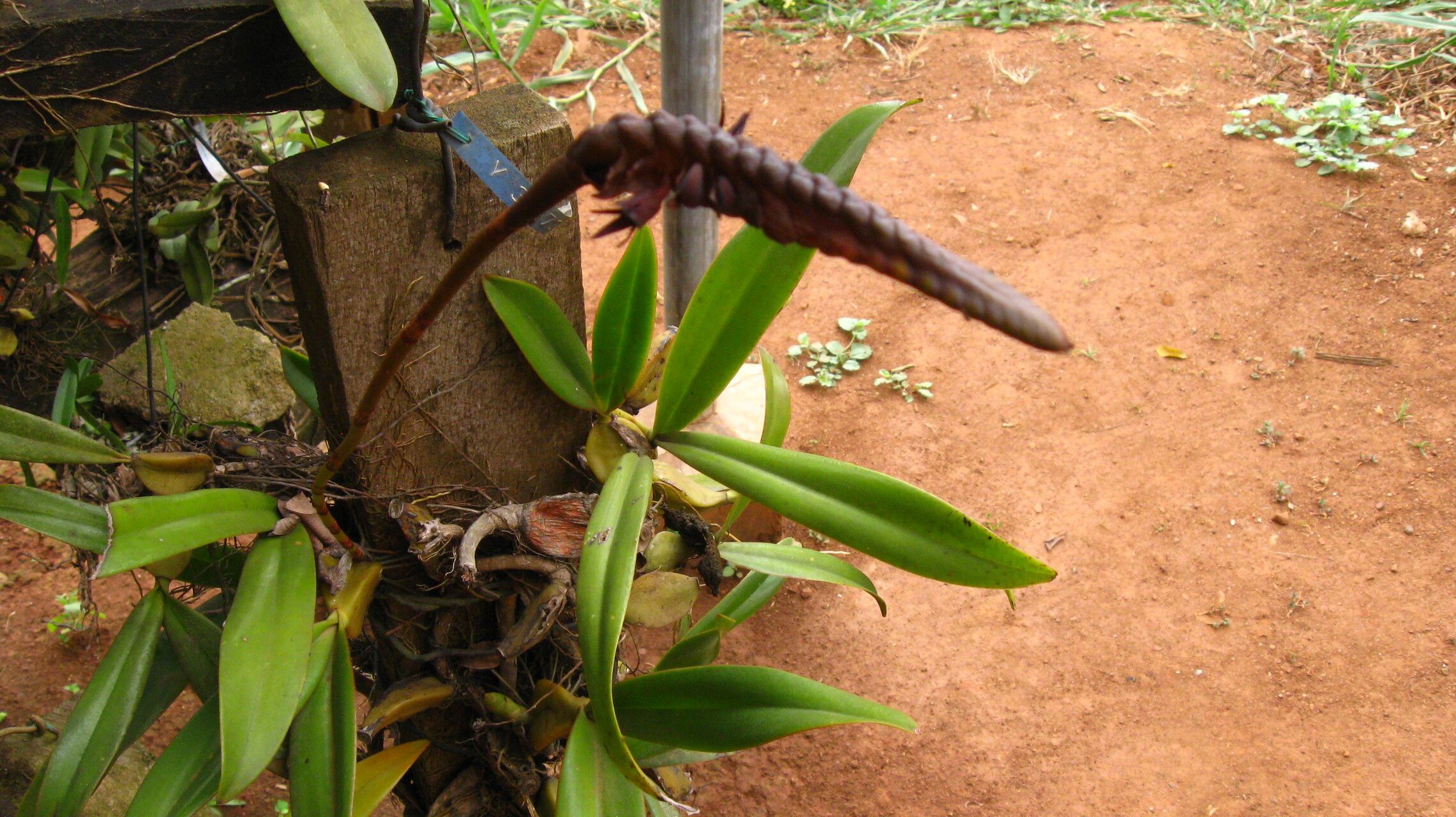 Bulbophyllum imbricatum habit