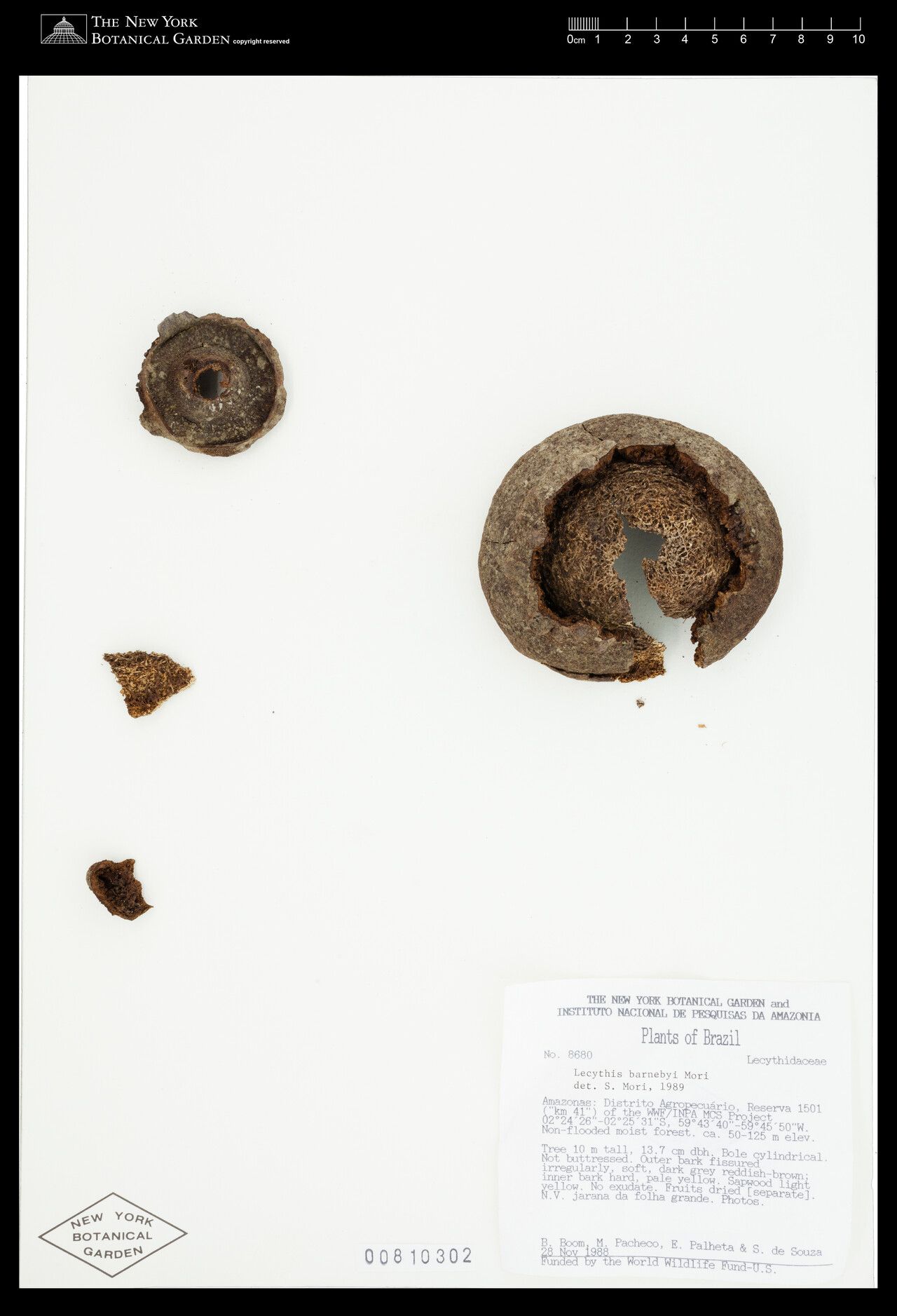 Lecythis barnebyi fruit