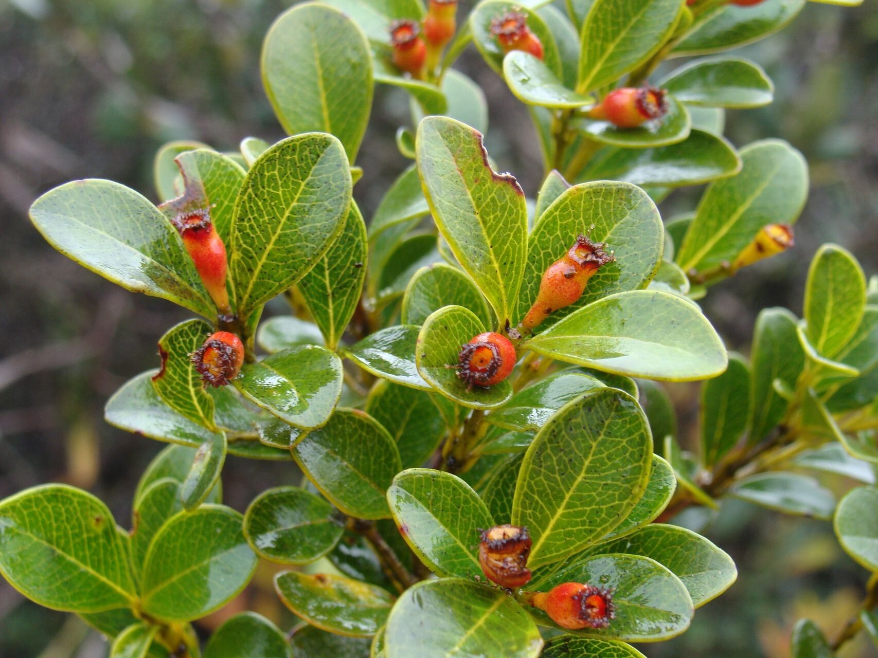 Syzygium deplanchei fruit