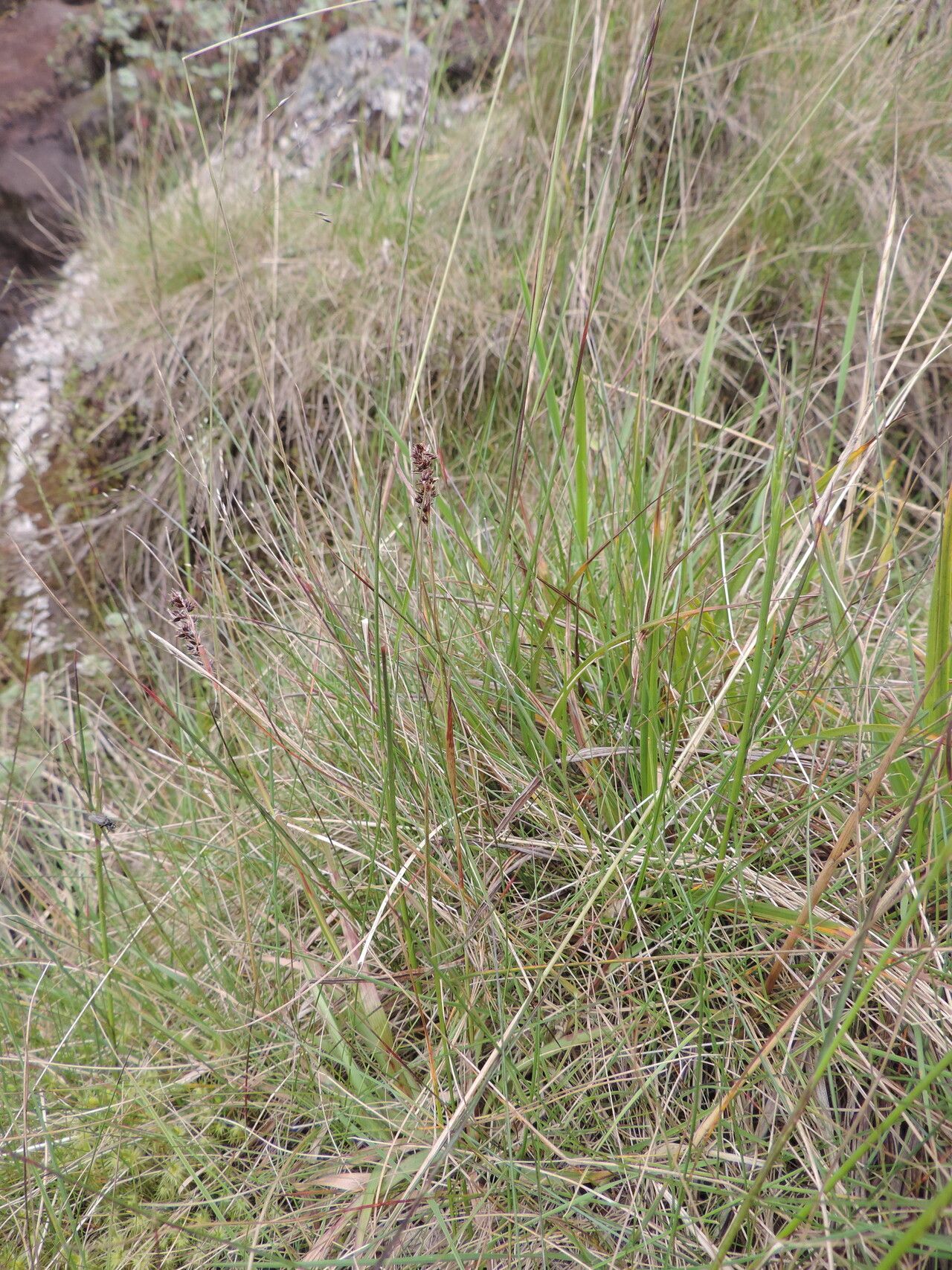 Carex conferta habit