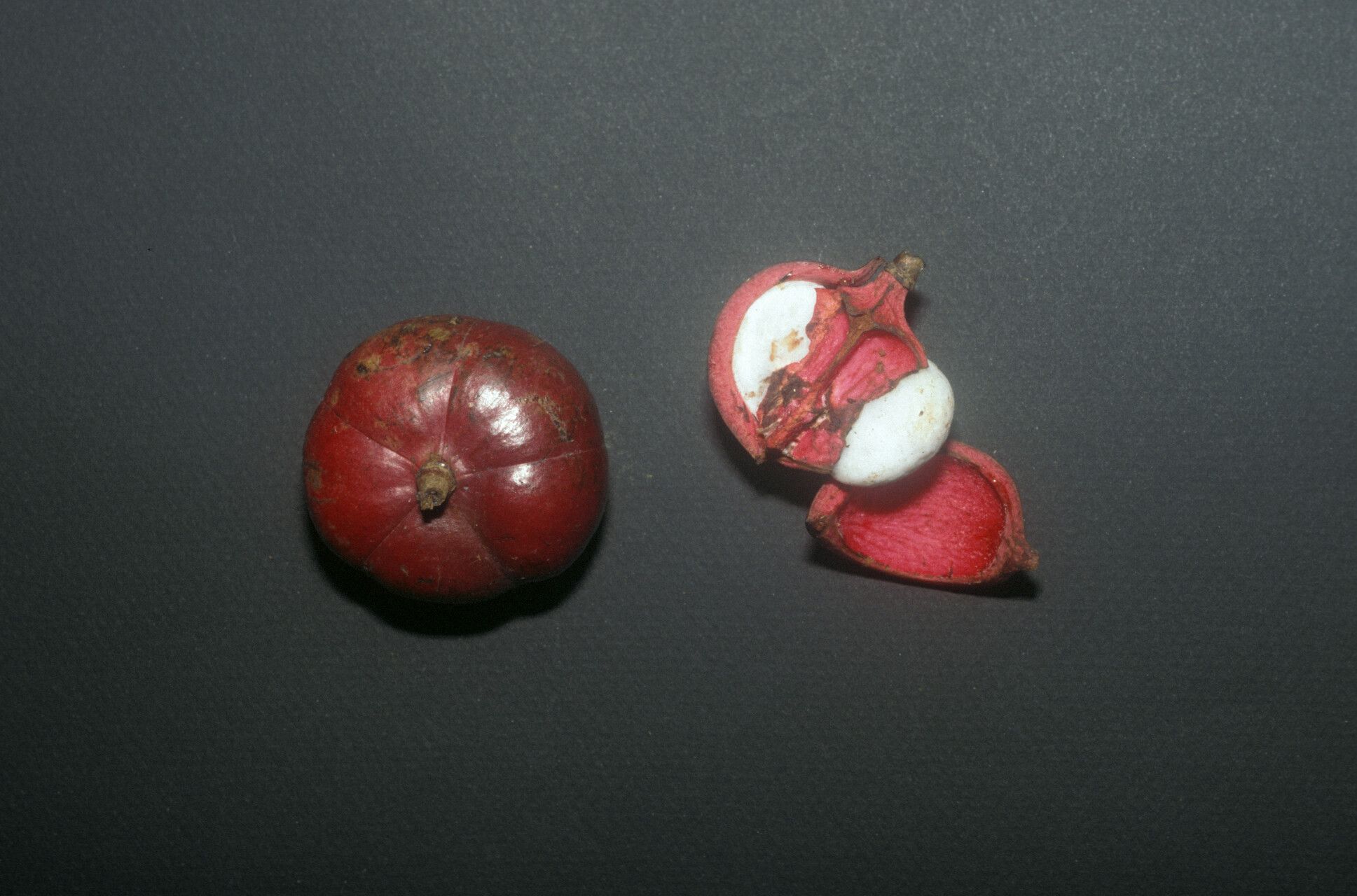 Protium stevensonii fruit
