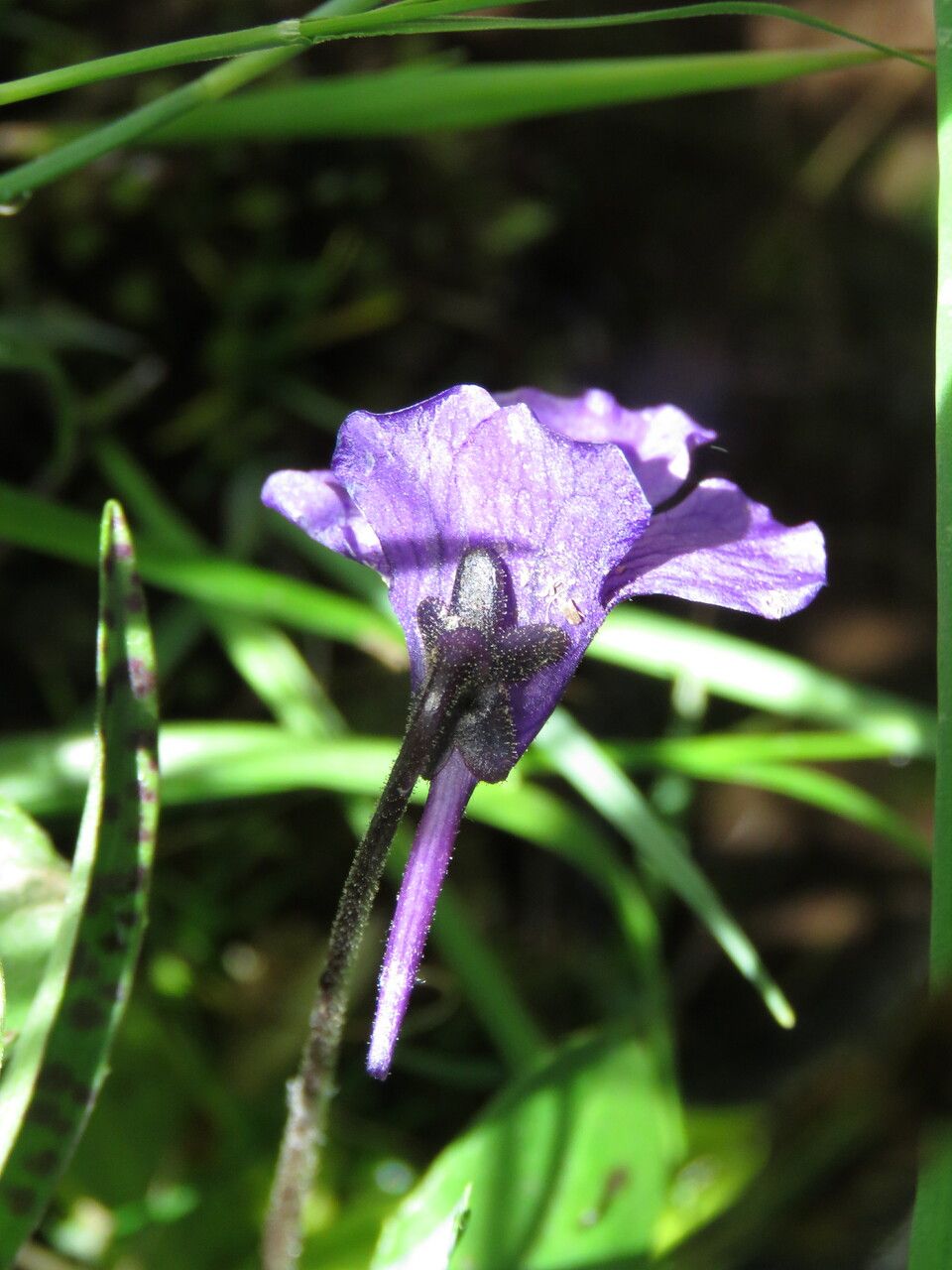 Pinguicula grandiflora flower