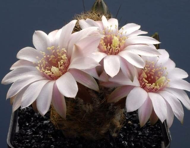 Aylostera steinmannii flower