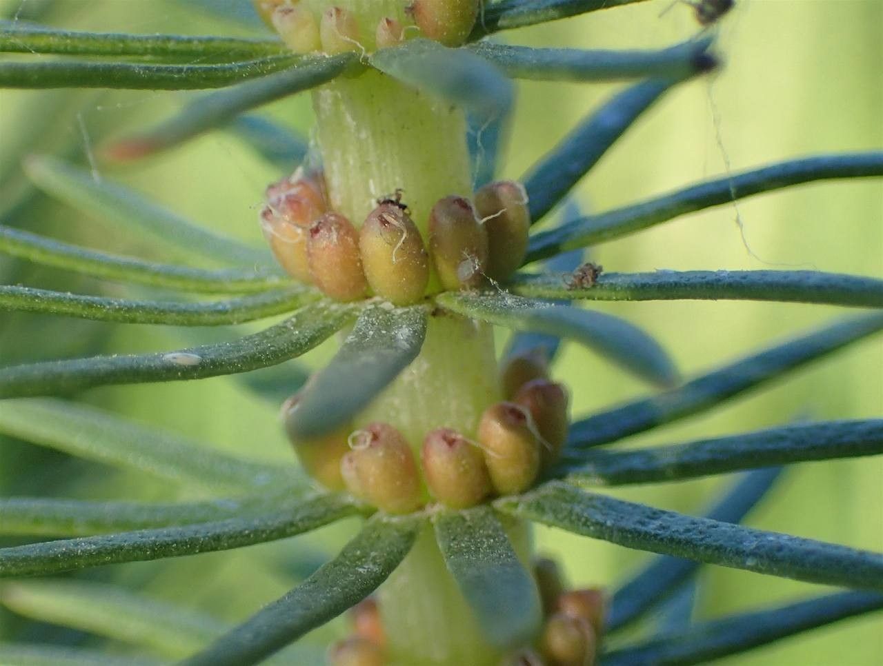 Hippuris vulgaris fruit