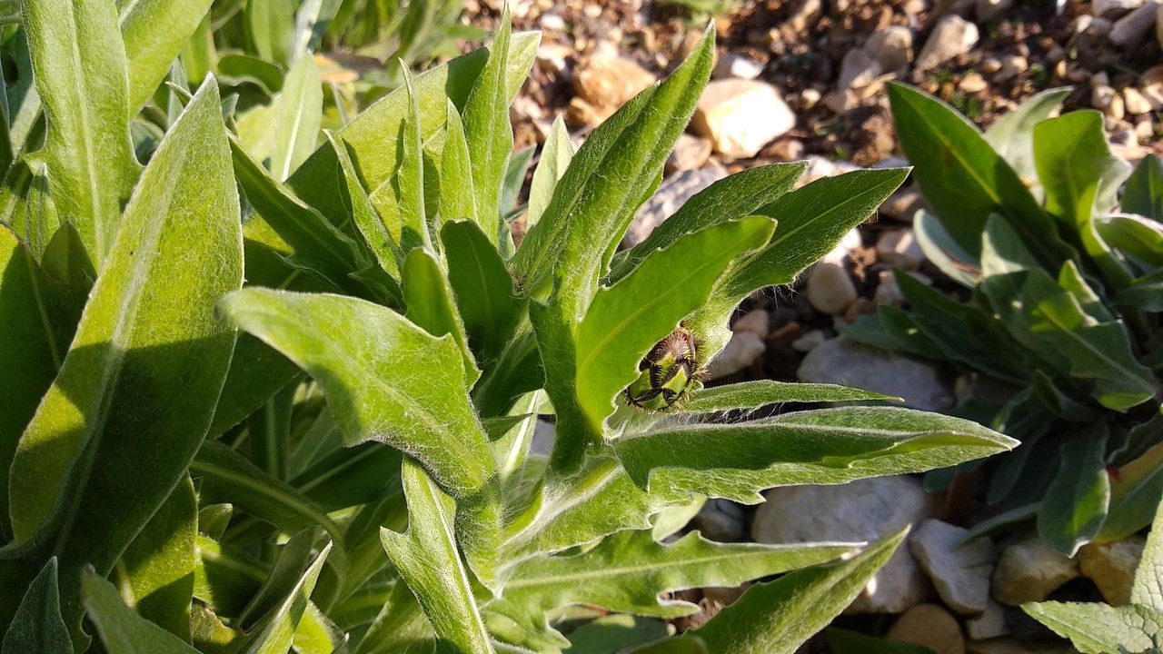 Cyanus cheiranthifolius — related species from the same genus