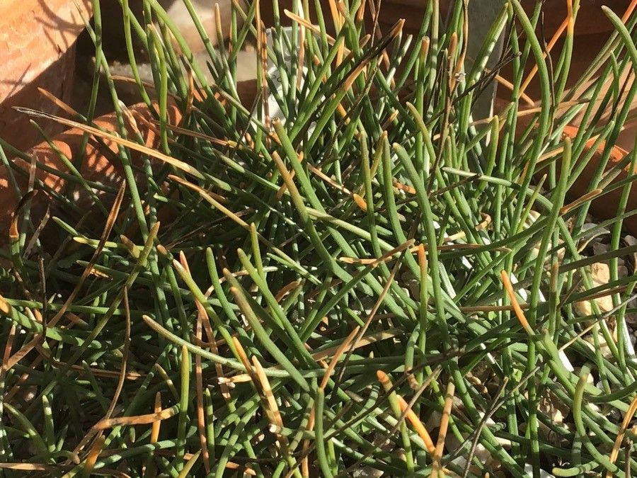 Drimia fugax — search result for 'Drimia'