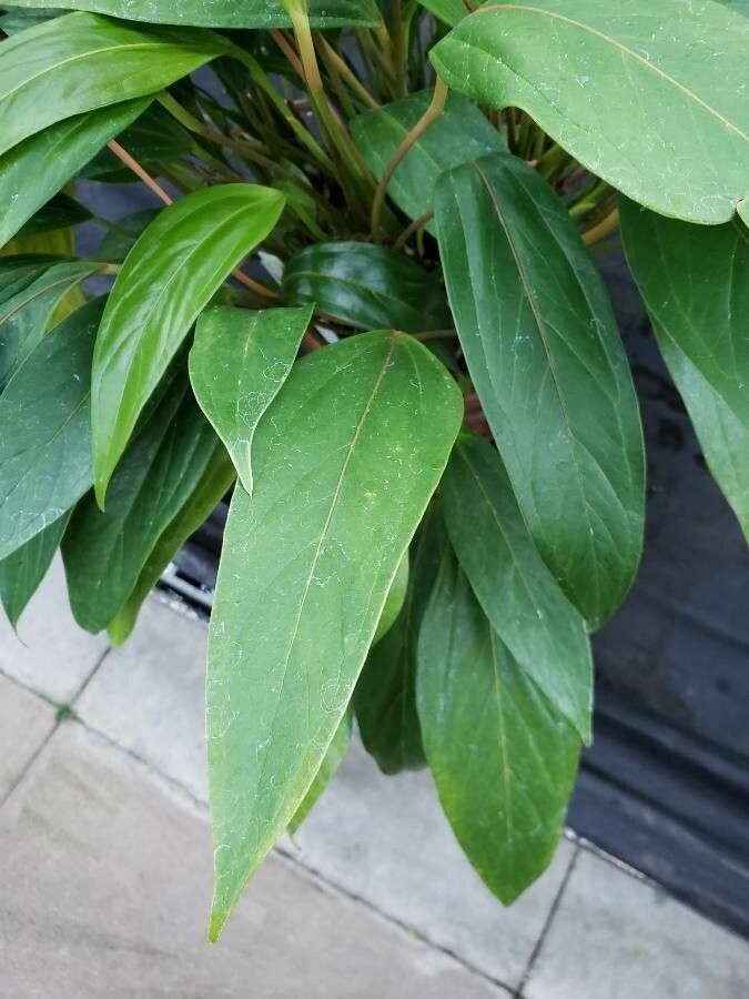 Anthurium amnicola