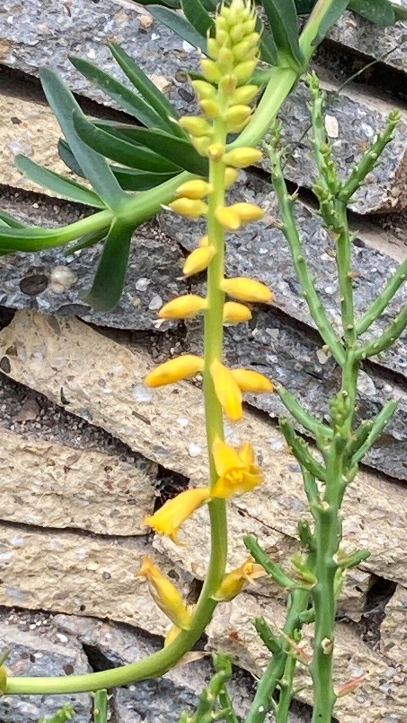 Aletris lutea flower